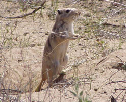 Great Gerbil, Kazakhstan