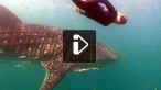 Free diving with whale sharks in Tanzania