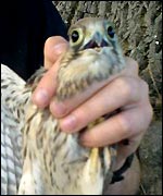 Kestrel