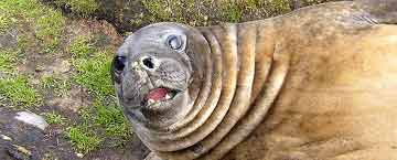 Elephant seal
