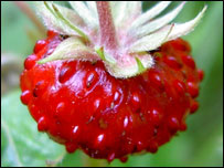 Alpine strawberry