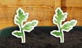 Grow your carrots