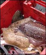 cuttle fish