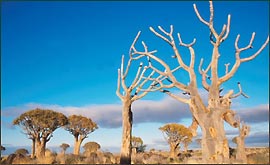 Quiver Tree Forest, Namibia 