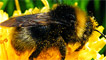 A cuckoo bee by Ros Bayliss