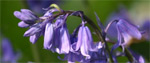 Bluebells