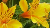 Yellow flowers...