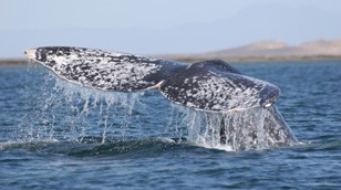 Gray Whale breach by Steven Swartz