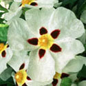 Cistus, Sun rose