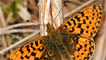 A pearl bordered fritillary butterfly by Peter Eeles