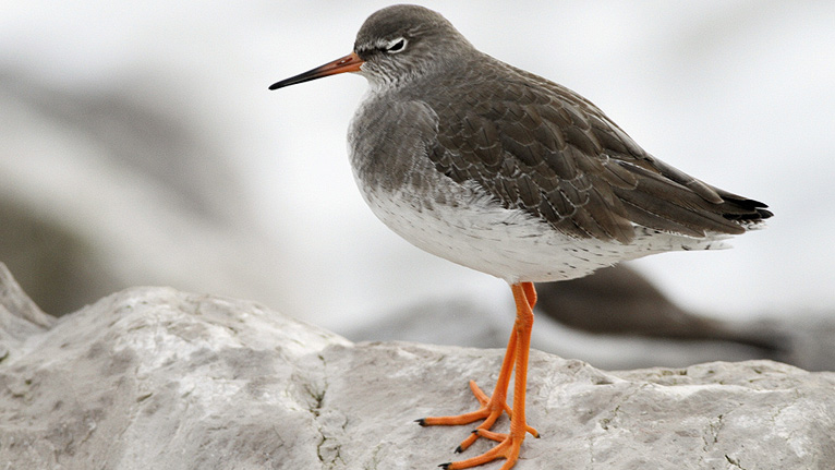 Redshank