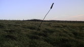 One feild