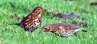 Song Thrush
