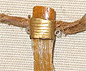 Beaver tooth pendant