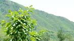 A green hillside.