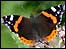 Red admiral butterfly