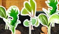 Grow your salad