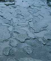 Imprints of footsteps in the grey mud at Howick