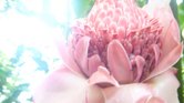 Pink flower