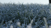 Frost