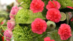 Day 3 - A  display of flowers 