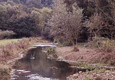 Steward Wood