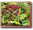Sorbus