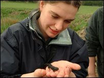 Rachel at work with her newts