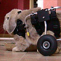Wheelybun the rabbit, in his specially-fitted wheelchair