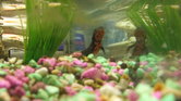 Newt photo