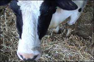 A cow