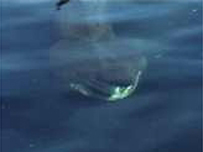 Basking Shark
