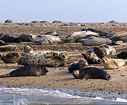 Seals on a sand bank