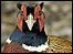 Pheasant