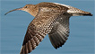 Curlew in flight