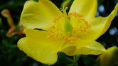 Yellow flower... Yellow flower...