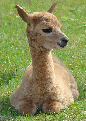 Baby alpaca