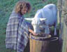 Animal husbandry