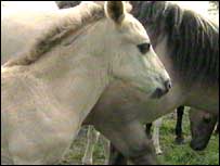 Wild foal
