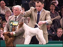 Fox Terrier (Wire) Ch Travella Show Stopper