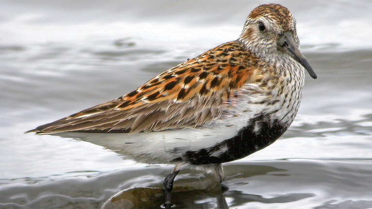Dunlin