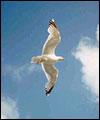 seagull