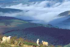Cambrian mountains