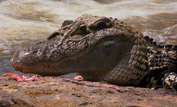 Caiman eating a fish