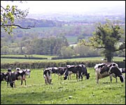 Cows in a field