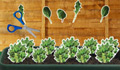 Harvest your salad