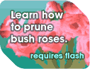 Pruning bush roses interactive feature