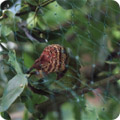 Brown rot on pear