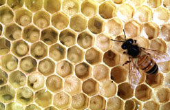 Bee larvae tended by a worker bee