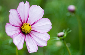 Cosmos